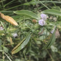 Hygrophila balsamica (L.f.) Raf.